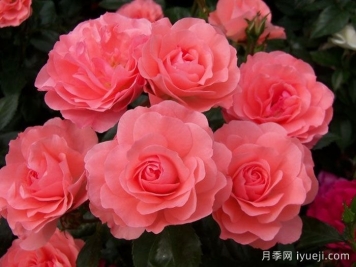 法兰西花园月季/法国花园/激情之吻Jardins de France