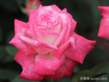 阿尔推斯75月季/阿尔蒂斯75/阿尔推司75Altesse75