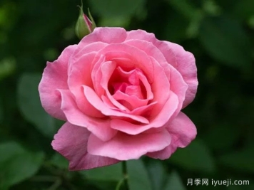 伊丽莎白女王月季/粉后月季Queen Elizabeth