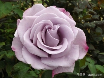 蓝丝带月季/兰丝带月季Blue Ribbon