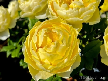 小黄鸡月季Hiyoko