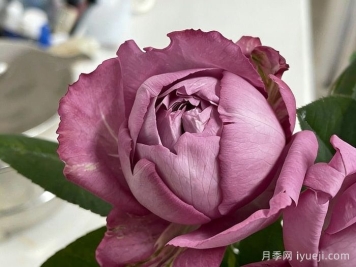 伊芙噗噜噗噜月季