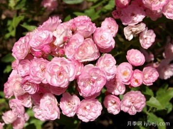 粉色天堂月季Heavenly Pink