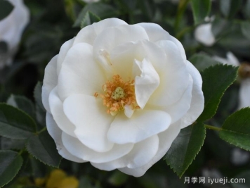 天真无暇月季/恩纳辛西亚/纯真/科丝塔娜Innocencia