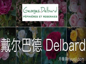月季育种家：法国戴尔巴德月季公司(Delbard)