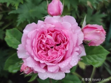 欢迎月季/欢迎德尔伯特Bienvenue