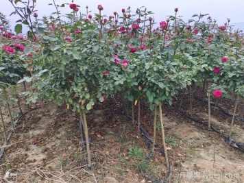 月季开花后的修剪