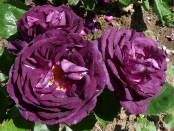 色彩与芬芳月季Colour and Scent