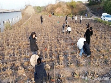 南召玉兰：直播带货成苗木升级新引擎