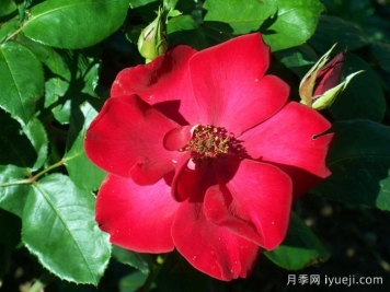 至高无上月季Altissimo