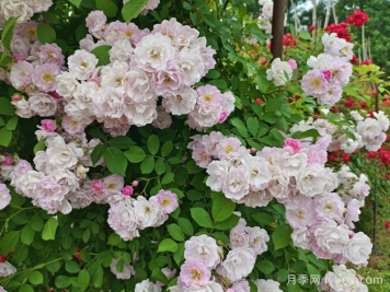 南阳蔷薇花满架，城区赏花去哪里？