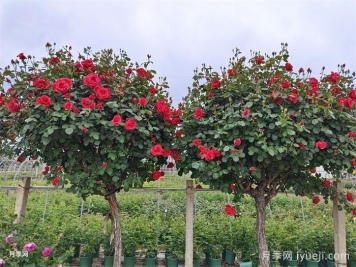 德清县园林绿化适合种月季吗？
