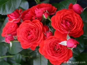 奇卡门廊月季/奇卡花环月季Chica Veranda