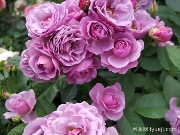 薰衣草花束月季/薰衣草花环月季Lavender Bouquet