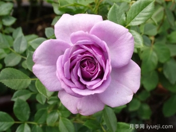 薰衣草门廊月季/紫色花环/薰衣草阳台/薰衣草花环Lavender Flower Circus