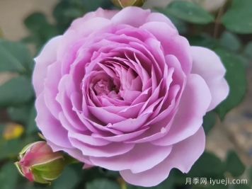 青金石月季Lapis Lazuli