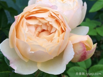 沃勒顿老庄园月季Wollerton Old Hall