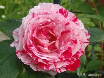 说愁月季/多愁善感月季Scentimental