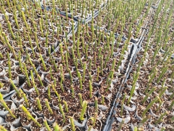 月季的繁衍形式，无性繁衍和有性繁衍