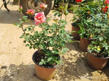 月季花是浇水死的吗？正确的浇水姿势