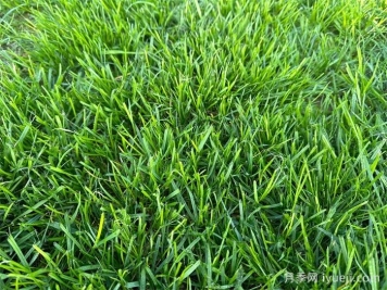 景观草坪的5种组合设计手法