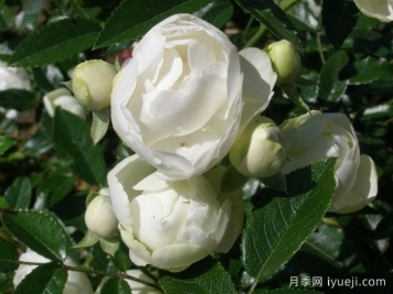白柯斯特月季/白科斯特月季White Koster