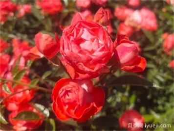 月季育种家：荷兰柯斯特D.A. Koster