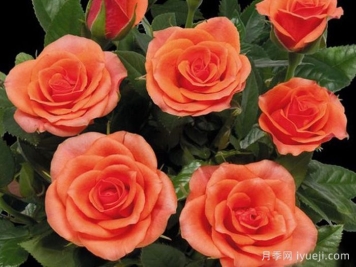 卡宴柯德娜月季/卡宴科德娜Flirt Kordana