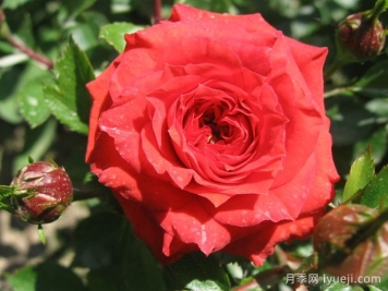 橙色宝石月季Orange Juwel