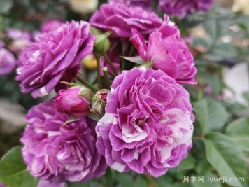 芬芳宝石月季/芳香宝石月季Scented Jewel