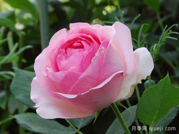 第一夫人月季First Lady