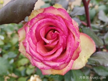 梦露月季/彩色贝壳月季Monroe