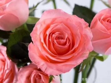 戴安娜月季/黛安娜玫瑰Noblesse