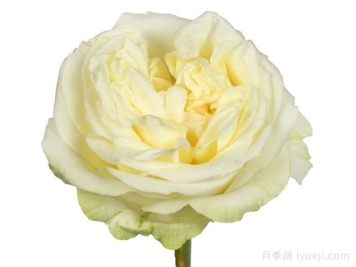 林赛夫人月季Lady Lindsey