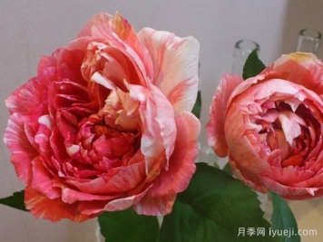 斑马耐心月季La Zebra patience