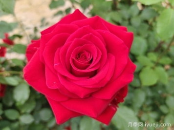 莎萨九零月季/萨莎90/莎莎90Sangria90