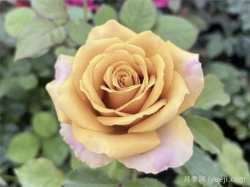 松之梦月季/松梦月季Pine Dream