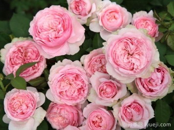 美声唱法月季/美声/甜心女士Bel Canto