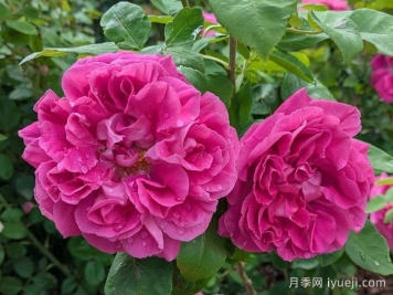 牡丹月季/保罗内龙月季/西枝牡丹Paul Neyron