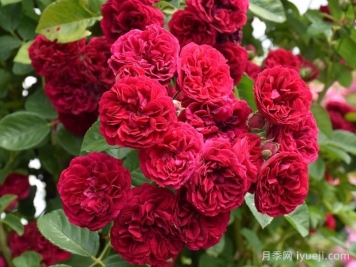 塞维亚那月季/赛维拉那/塞维利亚娜La Sevillana