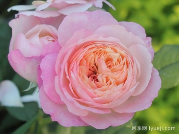 康斯坦茨月季Constance