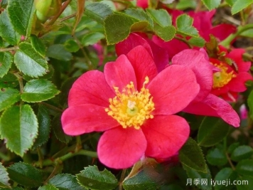 哈德福俊月季/赫特福德郡Hertfordshire