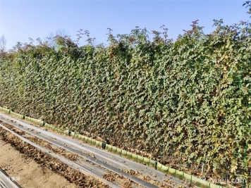 冬季月季叶子发黄怎么办？