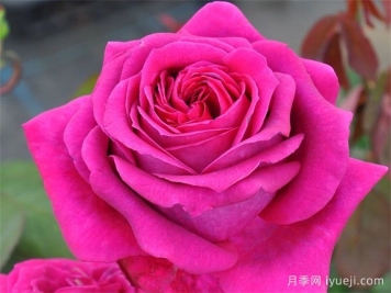 悠久的约定月季介绍和优缺点