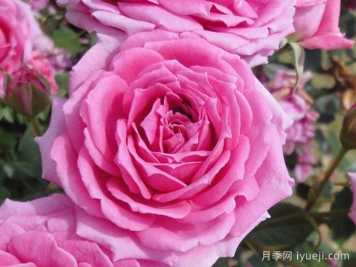 不眠芳香月季Overnight Scentsation