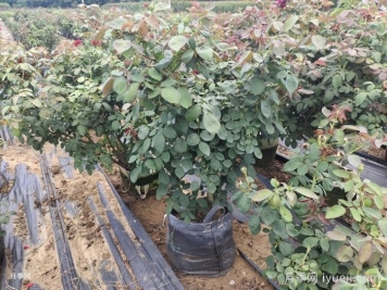 园林月季老化的应对办法