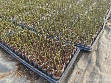 月季扦插育苗的时间是什么时候？如何准备苗床？