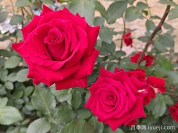 水溶肥灌根，一年四季的月季用肥方法