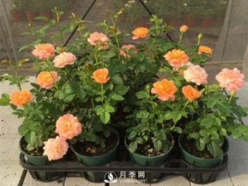 家庭盆栽月季花如何过冬？