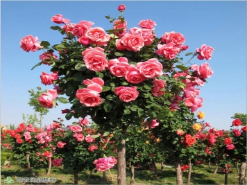 月季助推南阳花卉产业大发展